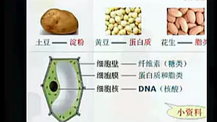 生物-七年级上册-绿色植物对有机物的利用-人教课标版-赖浩-中山一中(初中部)